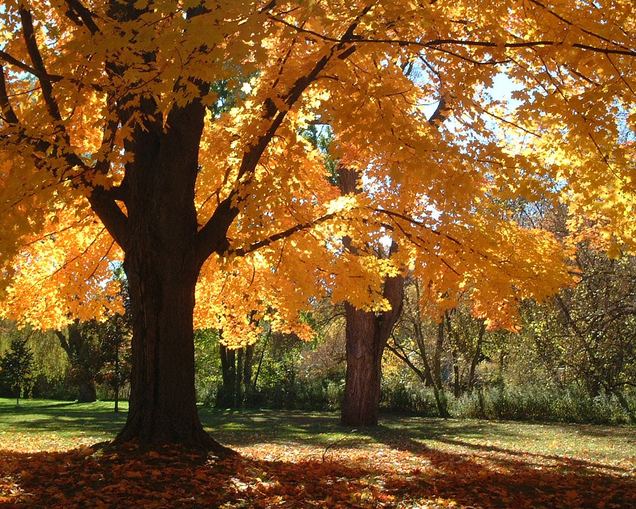 Обои деревья, листья, парк, ветки, осень, trees, leaves, park, branches, autumn разрешение 1920x1200 Загрузить