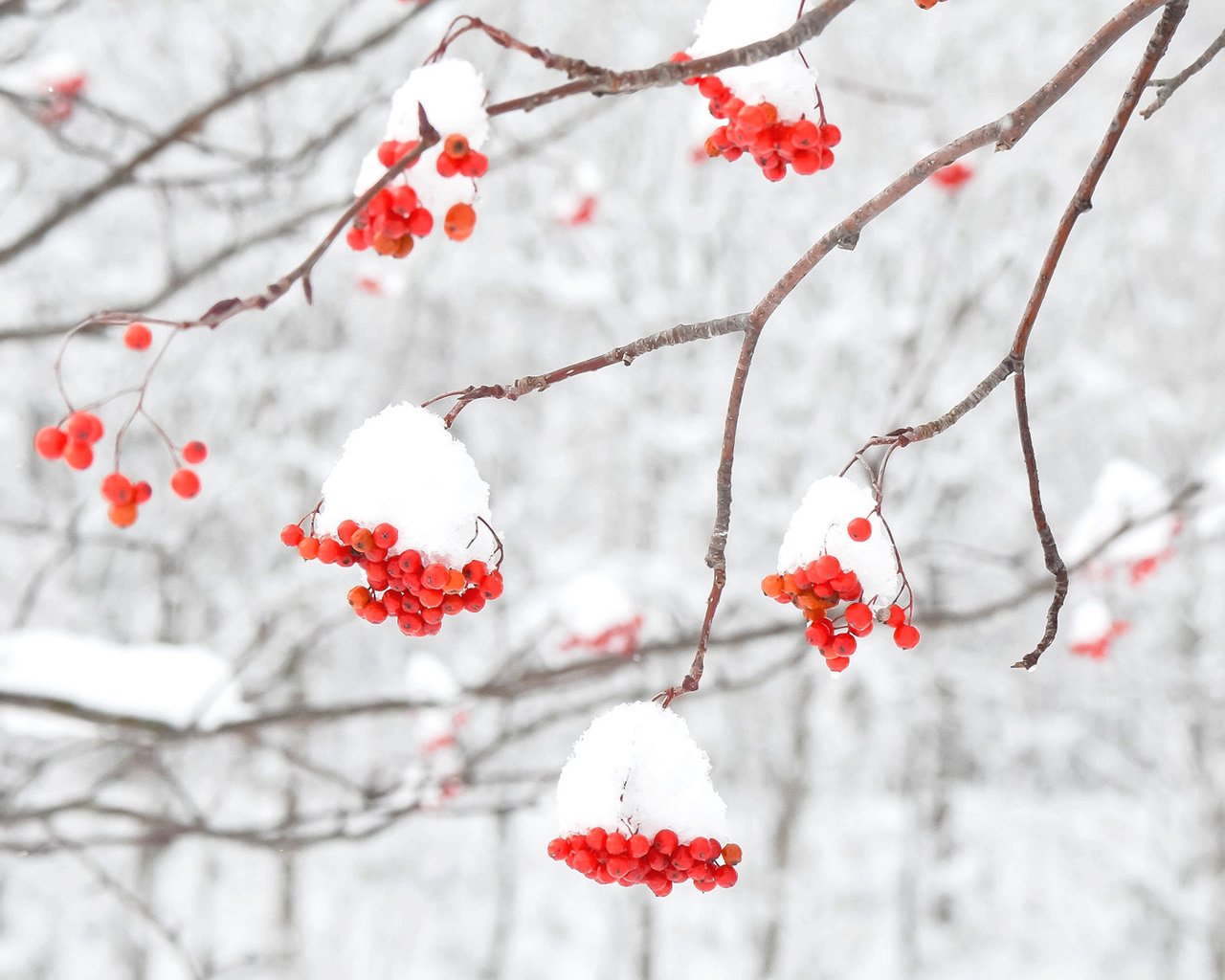 Обои снег, зима, макро, ветки, ягоды, рябина, snow, winter, macro, branches, berries, rowan разрешение 1920x1200 Загрузить