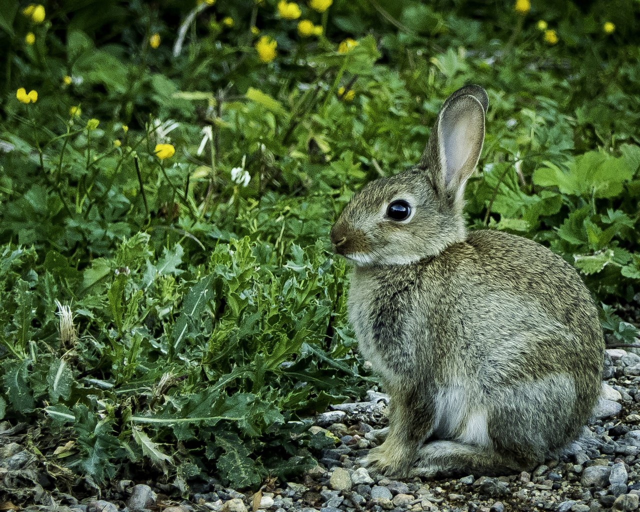 Обои цветы, трава, камни, кролик, животное, заяц, flowers, grass, stones, rabbit, animal, hare разрешение 3313x1873 Загрузить