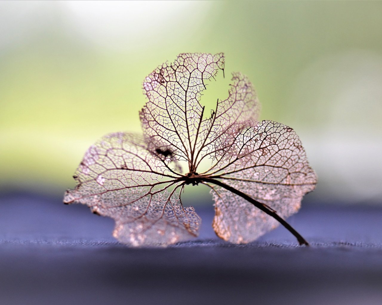 Обои природа, листья, макро, цветок, прожилки, сухой, тлен, nature, leaves, macro, flower, veins, dry, ashes разрешение 6000x4000 Загрузить