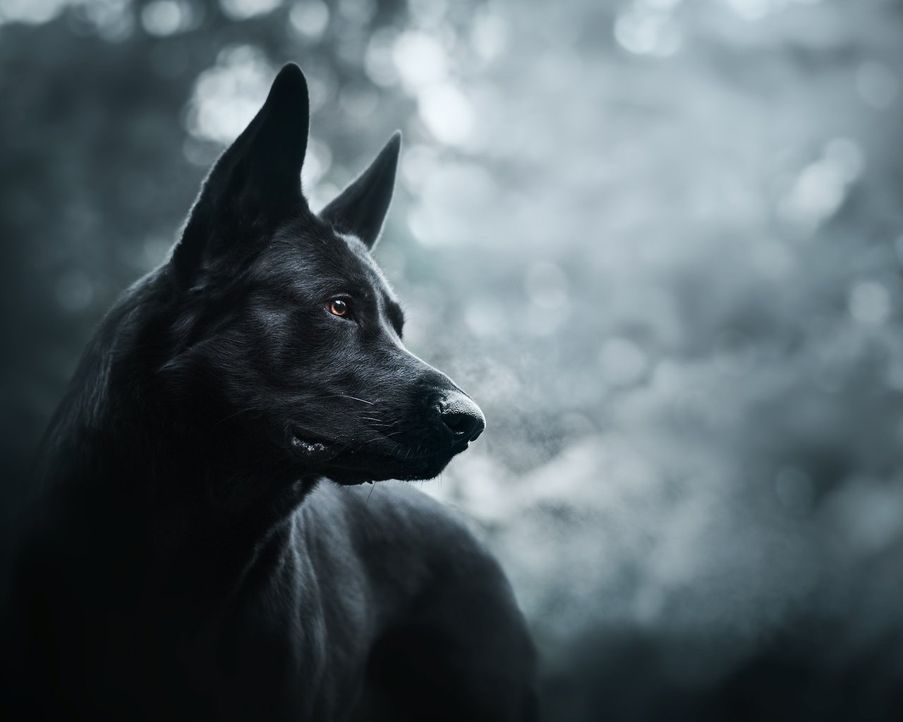 Обои морда, собака, черная, немецкая овчарка, красивая, face, dog, black, german shepherd, beautiful разрешение 2048x1365 Загрузить
