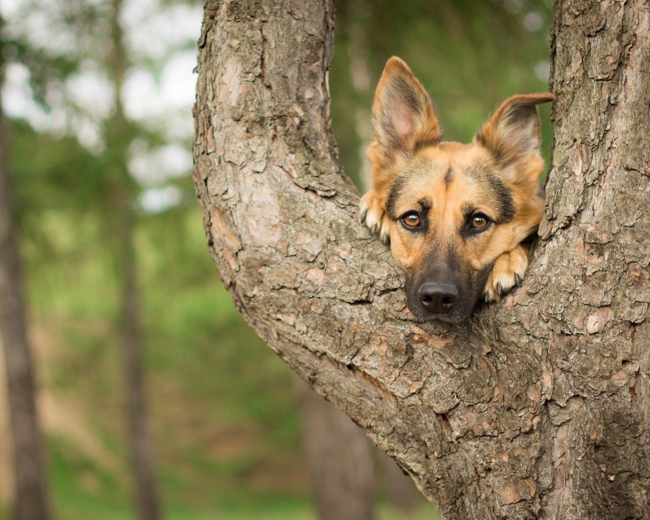 Обои дерево, мордочка, взгляд, собака, немецкая овчарка, tree, muzzle, look, dog, german shepherd разрешение 4130x2678 Загрузить