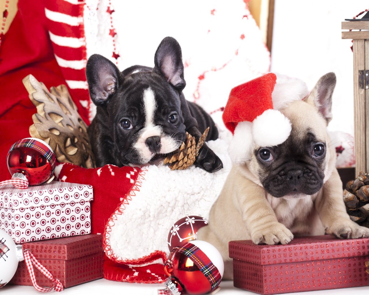 Обои новый год, год, елка, французский бульдог, подарки, щенки, рождество, шишки, елочные украшения, собаки, new year, year, tree, french bulldog, gifts, puppies, christmas, bumps, christmas decorations, dogs разрешение 2880x1800 Загрузить