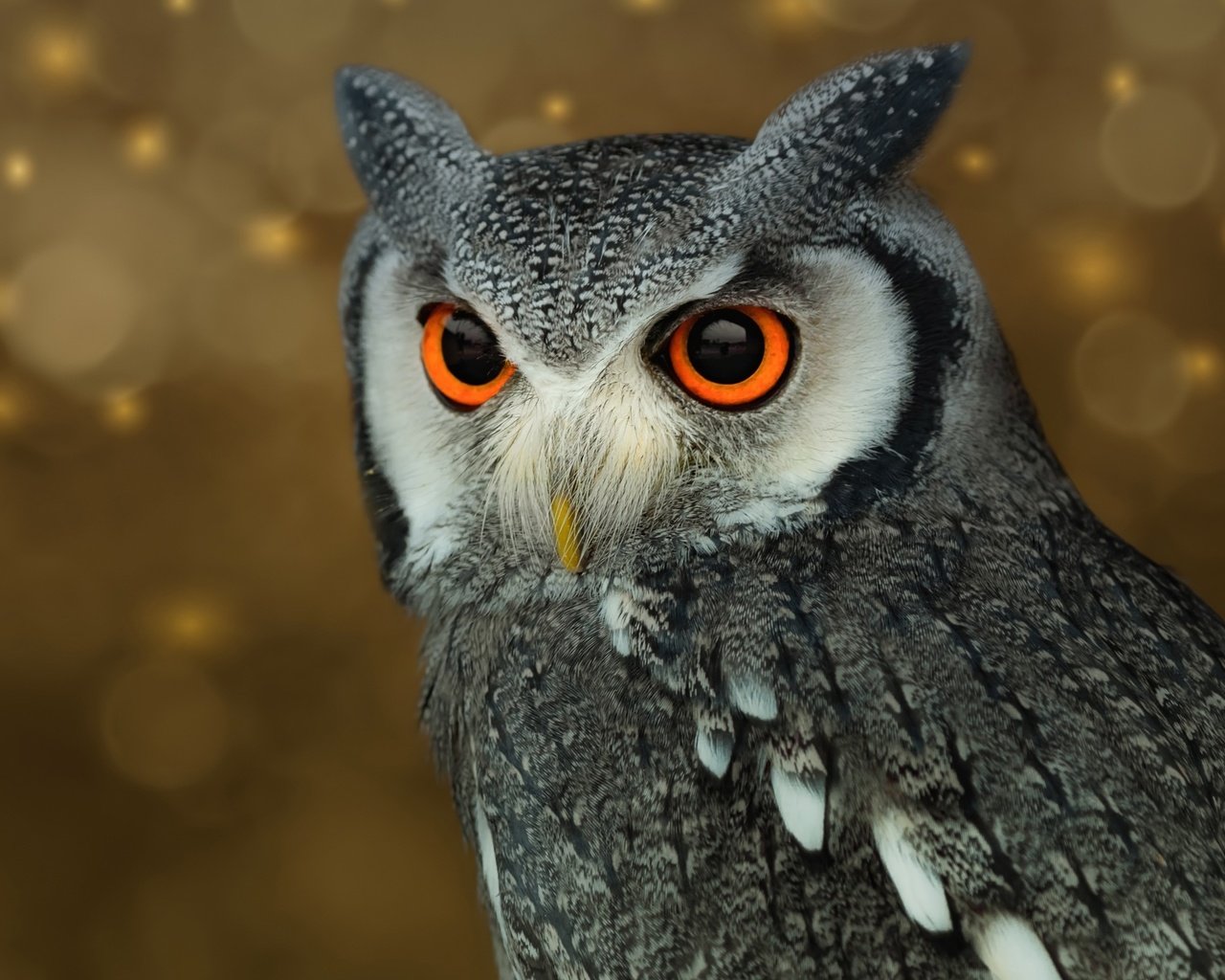 Обои сова, фон, птица, перья, owl, background, bird, feathers разрешение 2560x1600 Загрузить