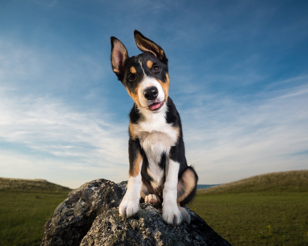 Обои небо, облака, камни, поле, взгляд, собака, щенок, уши, the sky, clouds, stones, field, look, dog, puppy, ears разрешение 2048x1307 Загрузить