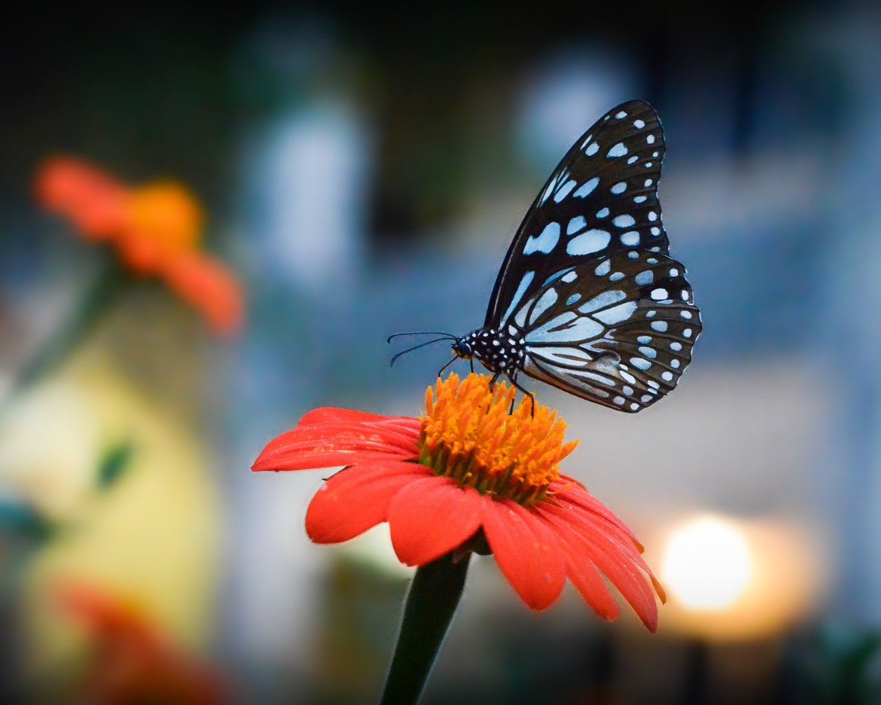 Обои цветы, насекомое, лепестки, бабочка, крылья, боке, flowers, insect, petals, butterfly, wings, bokeh разрешение 4523x2863 Загрузить