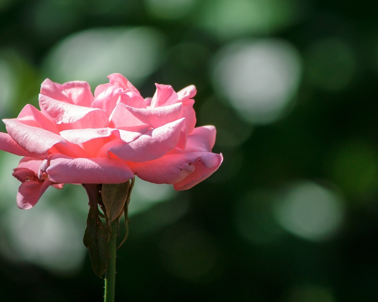 Обои цветок, роза, лепестки, боке, розовая роза, крупным планом, flower, rose, petals, bokeh, pink rose, closeup разрешение 2140x1427 Загрузить