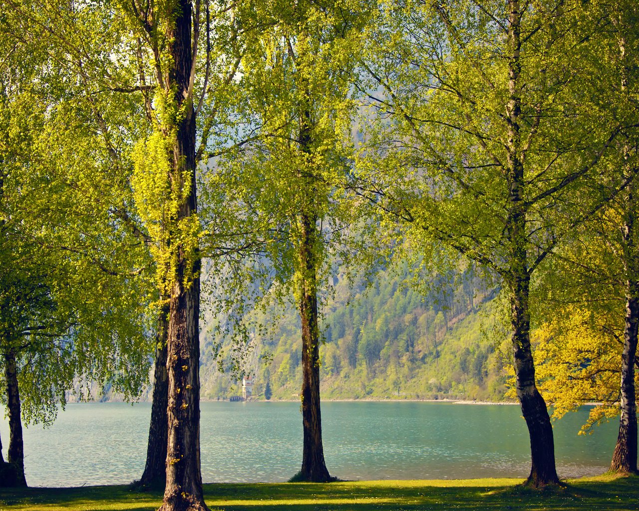 Обои деревья, озеро, природа, березы, швейцария, весна, trees, lake, nature, birch, switzerland, spring разрешение 2560x1600 Загрузить