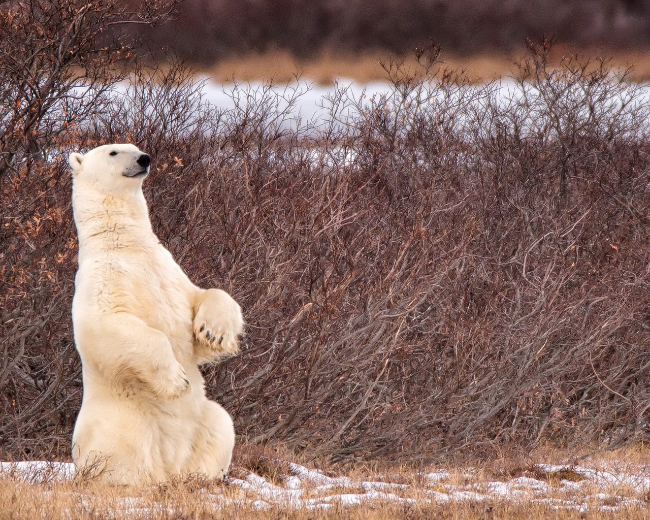 Обои снег, природа, лапы, полярный медведь, медведь, белый медведь, snow, nature, paws, polar bear, bear разрешение 2400x1600 Загрузить