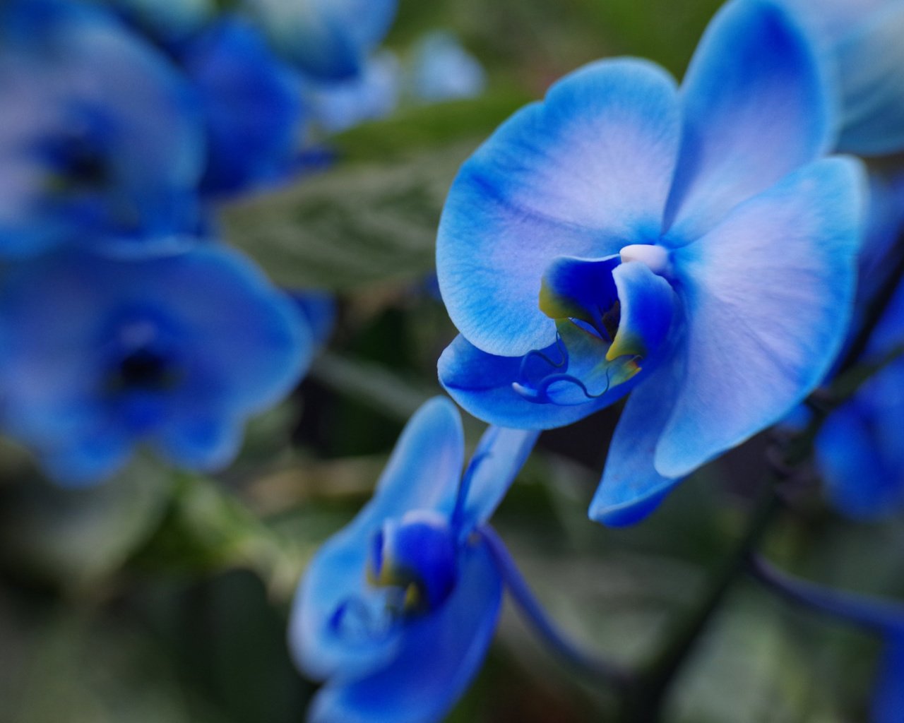 Обои макро, размытость, голубые, орхидеи, macro, blur, blue, orchids разрешение 2112x1188 Загрузить