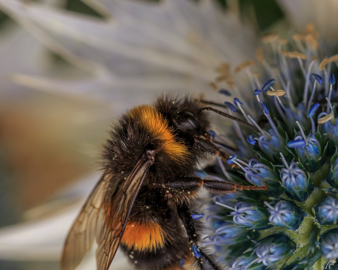 Обои макро, насекомое, фон, цветок, пчела, пыльца, шмель, опыление, macro, insect, background, flower, bee, pollen, bumblebee, pollination разрешение 1920x1080 Загрузить