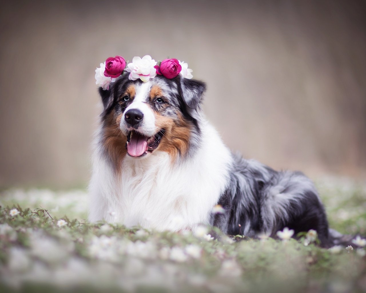 Обои цветы, собака, венок, боке, австралийская овчарка, аусси, flowers, dog, wreath, bokeh, australian shepherd, aussie разрешение 2048x1365 Загрузить