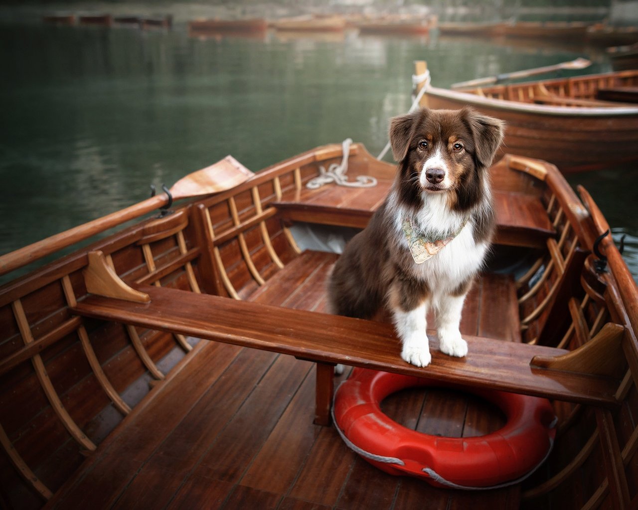 Обои озеро, лодки, собака, спасательный круг, lake, boats, dog, lifeline разрешение 2048x1365 Загрузить