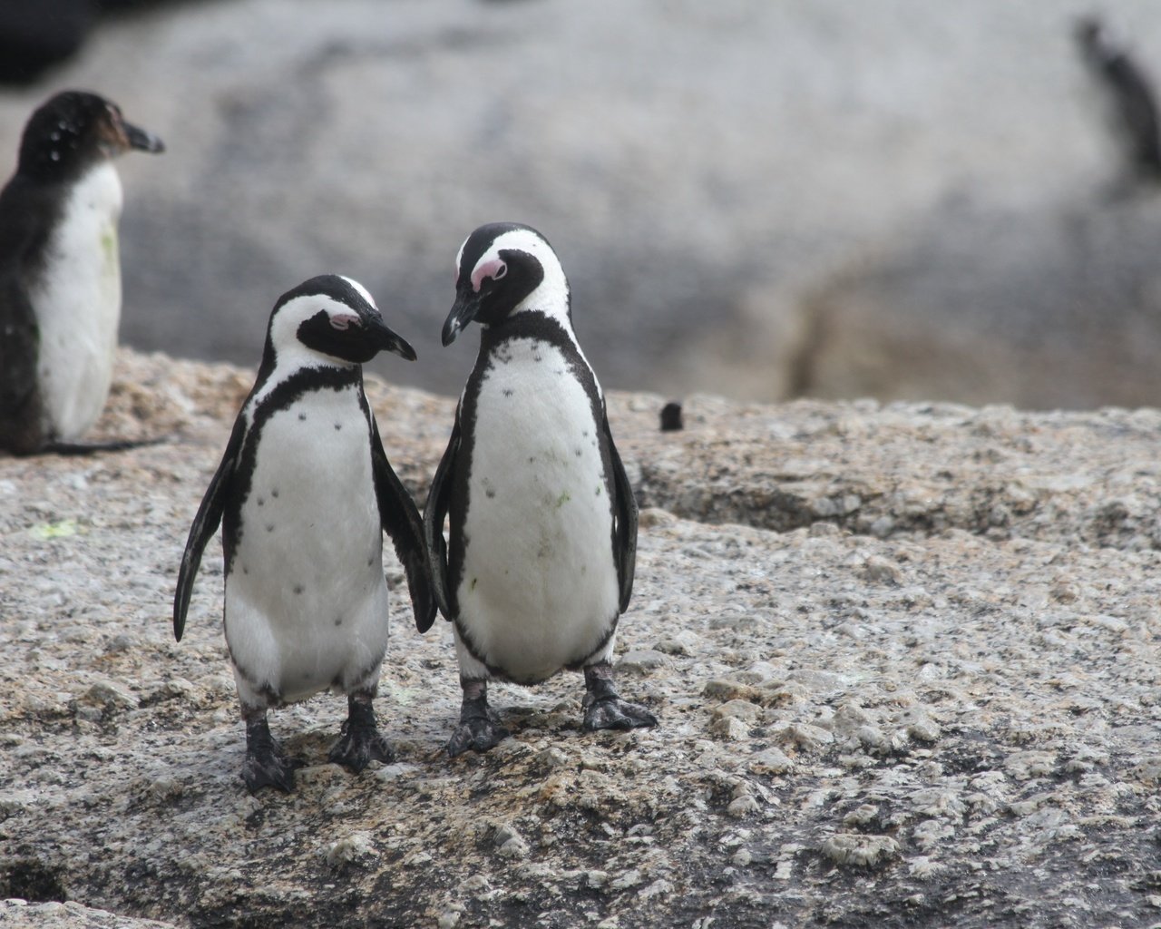 Обои пингвин, пингвины, очковый пингвин, penguin, penguins разрешение 2592x1728 Загрузить