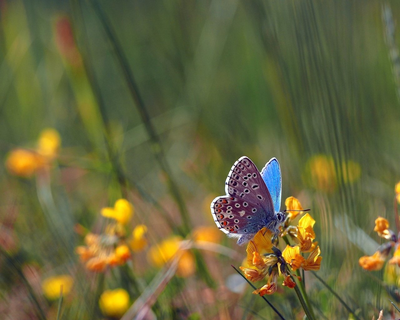 Обои цветы, насекомое, поле, бабочка, крылья, боке, голубянка, flowers, insect, field, butterfly, wings, bokeh, blue разрешение 2048x1152 Загрузить