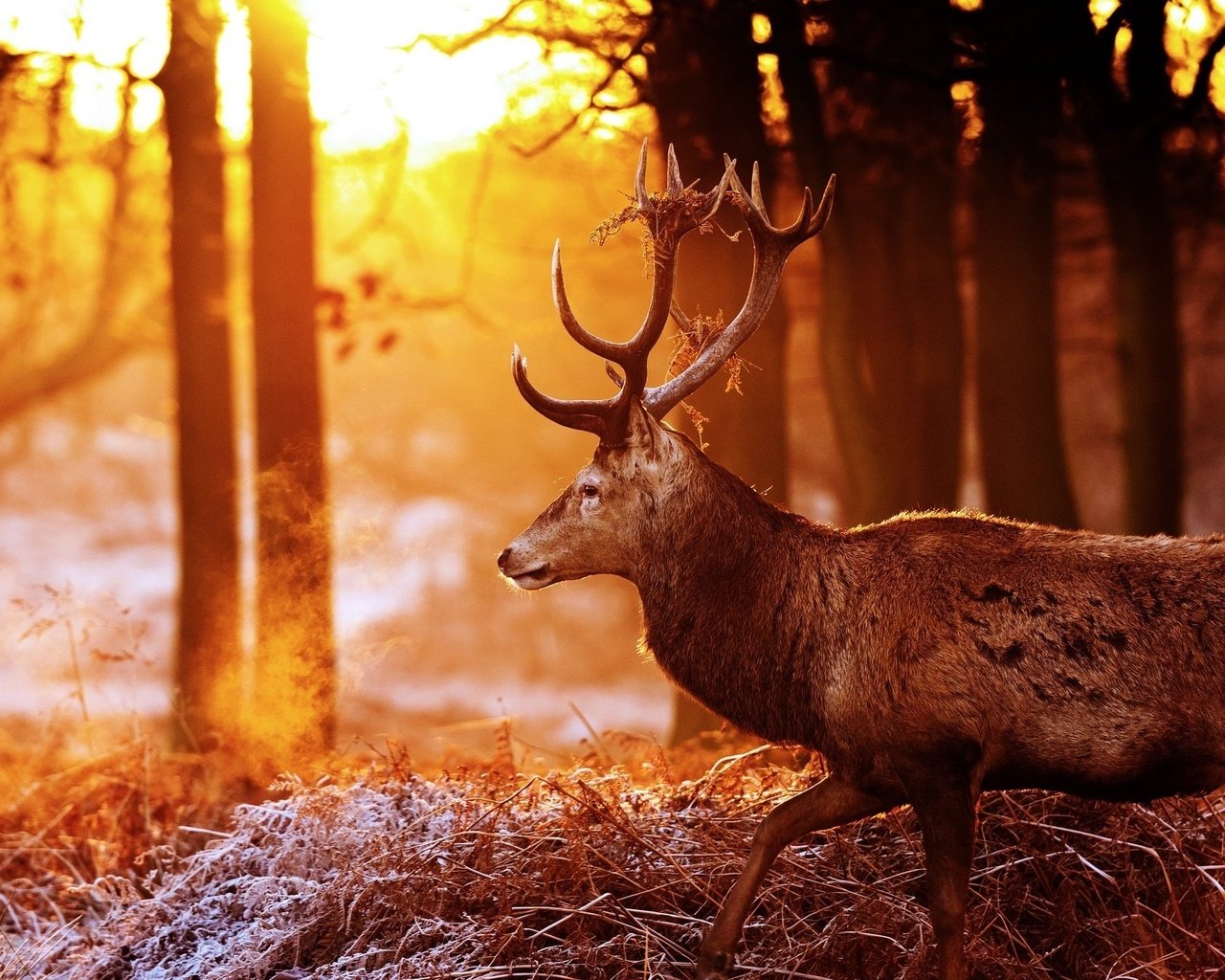 Обои деревья, лес, олень, блики, рога, солнечные лучи, trees, forest, deer, glare, horns, the sun's rays разрешение 2048x1360 Загрузить