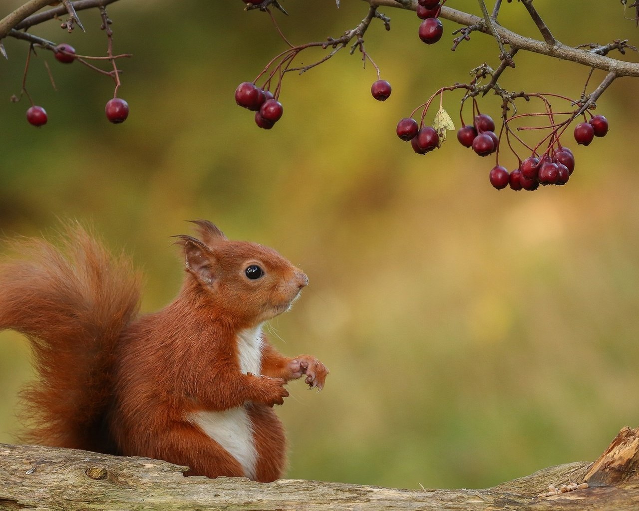 Обои природа, ветки, осень, ягоды, животное, белка, зверек, бревно, грызун, rodent, nature, branches, autumn, berries, animal, protein, log разрешение 2048x1118 Загрузить