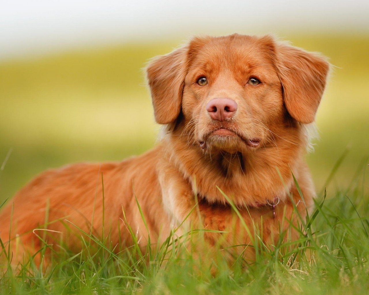 Обои трава, мордочка, взгляд, собака, новошотландский ретривер, grass, muzzle, look, dog, nova scotia duck tolling retriever разрешение 1920x1080 Загрузить