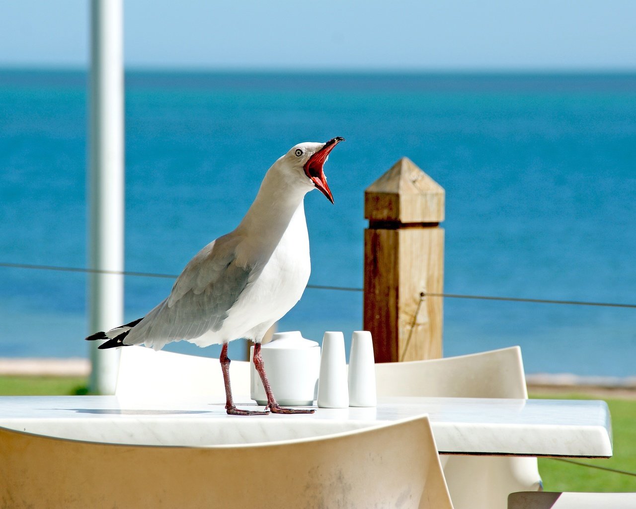 Обои чайка, seagull разрешение 3872x2592 Загрузить