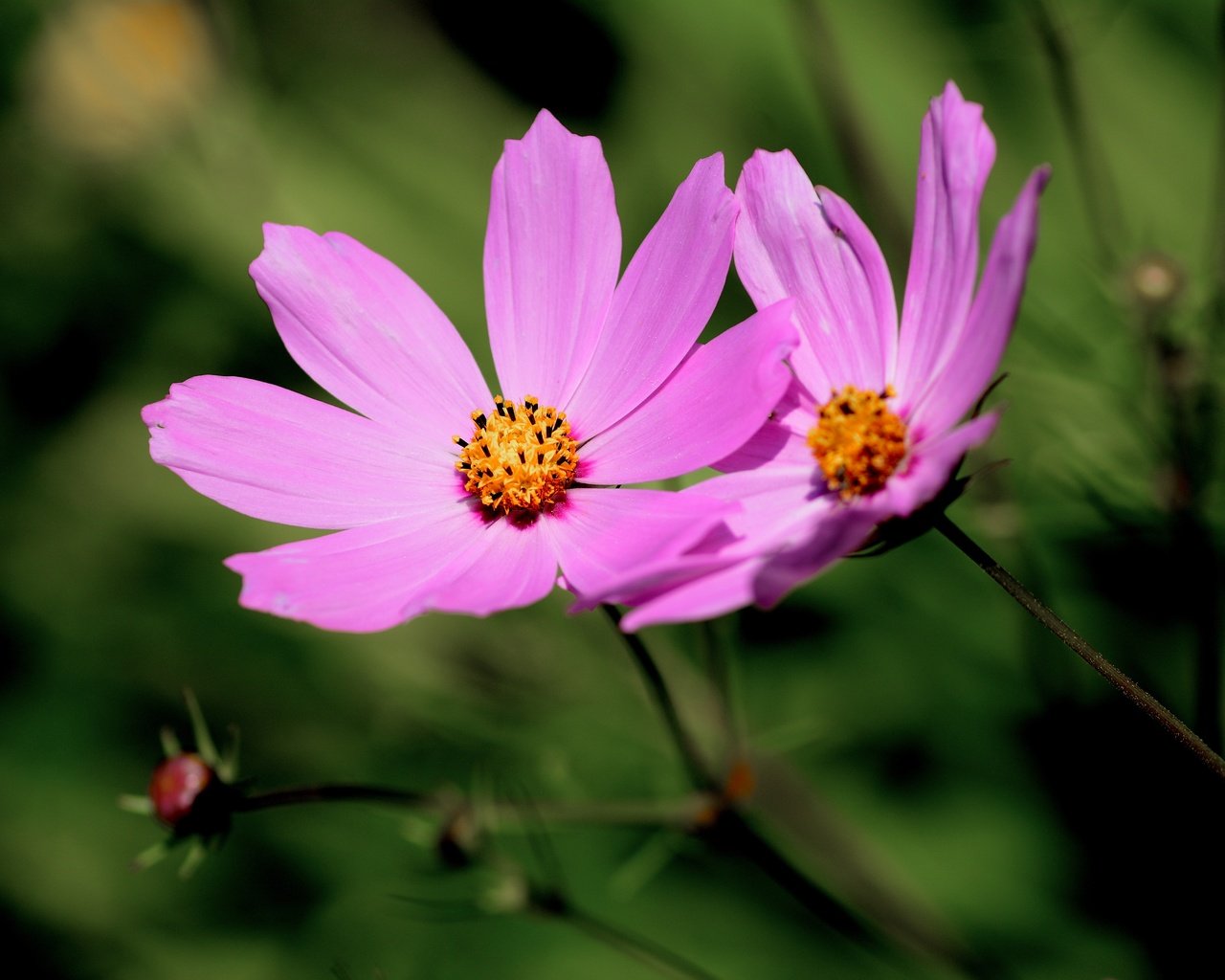 Обои цветы, фон, космея, flowers, background, kosmeya разрешение 6000x4000 Загрузить