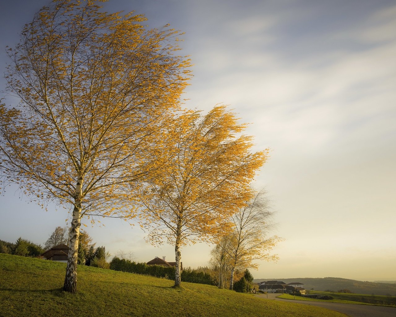 Обои деревья, березы, осень, trees, birch, autumn разрешение 3051x1704 Загрузить