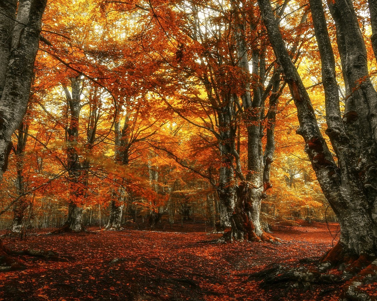 Обои лес, парк, листва, осень, краски осени, осенние листья, золотая осень, forest, park, foliage, autumn, the colors of autumn, autumn leaves, golden autumn разрешение 3840x2160 Загрузить