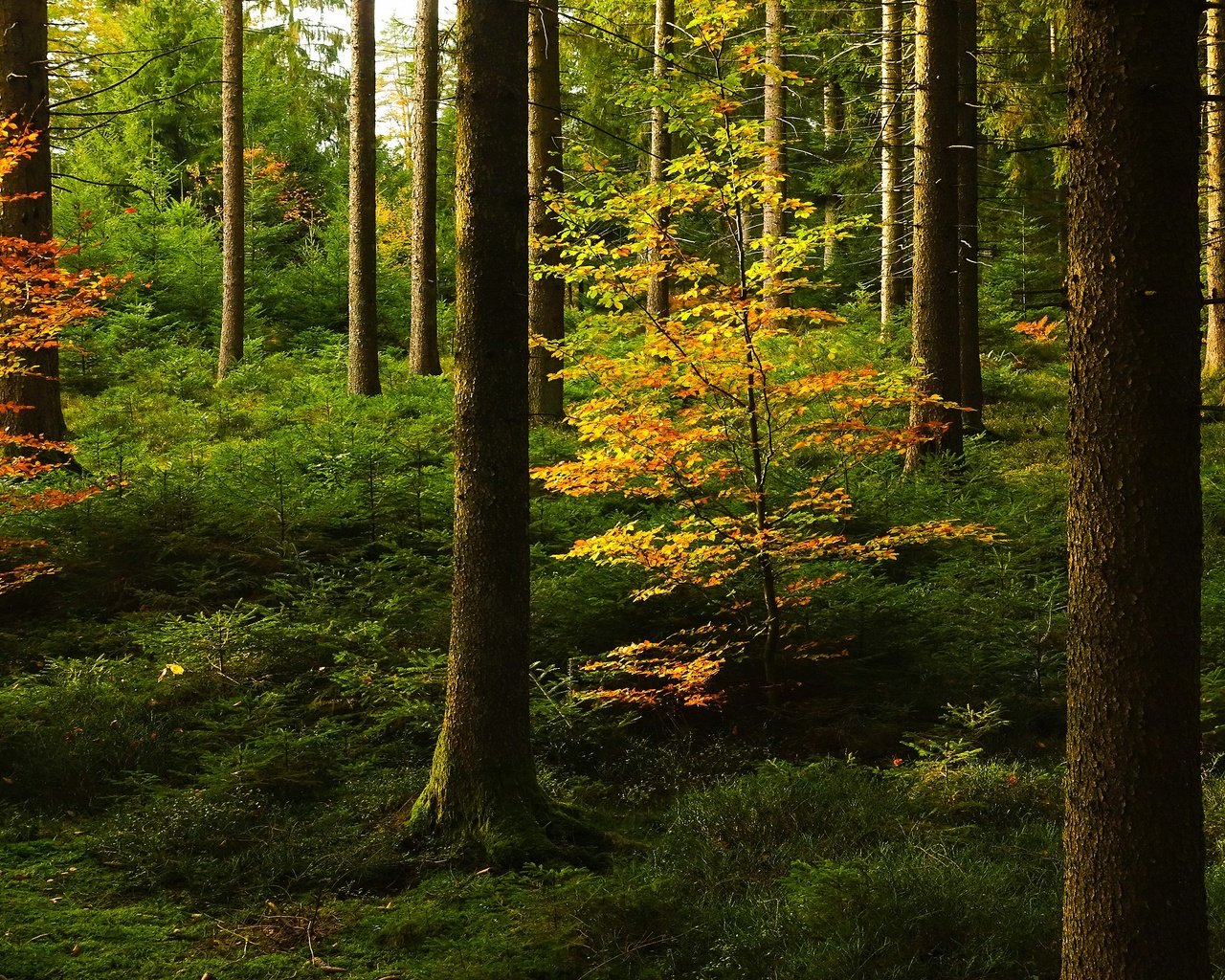 Обои лес, стволы, осень, forest, trunks, autumn разрешение 3840x2160 Загрузить