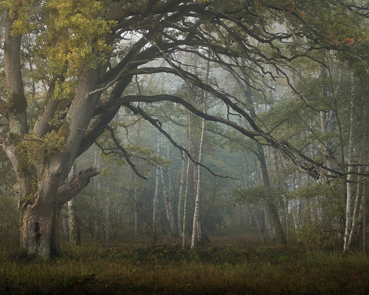 Обои лес, туман, forest, fog разрешение 3840x2160 Загрузить