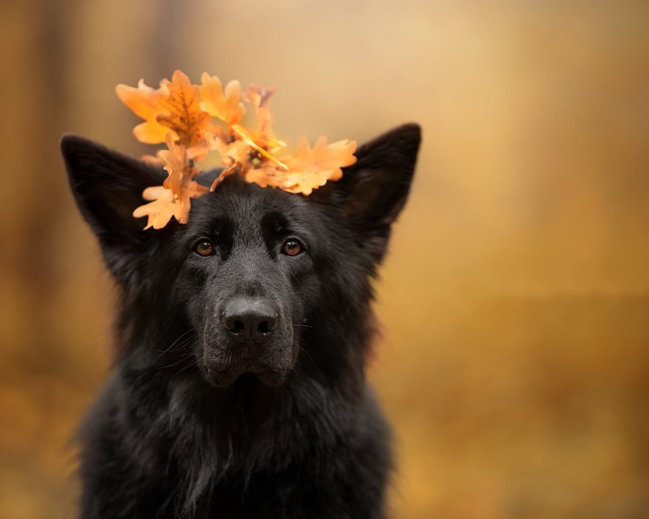 Обои листья, осень, собака, leaves, autumn, dog разрешение 2048x1367 Загрузить