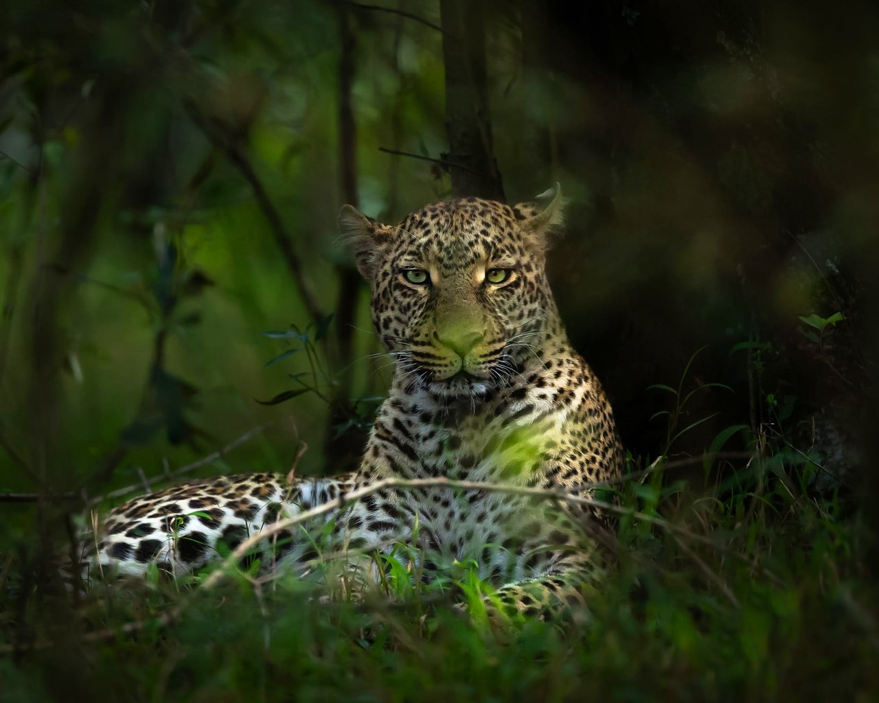 Обои морда, лес, ветки, взгляд, леопард, боке, face, forest, branches, look, leopard, bokeh разрешение 2000x1334 Загрузить