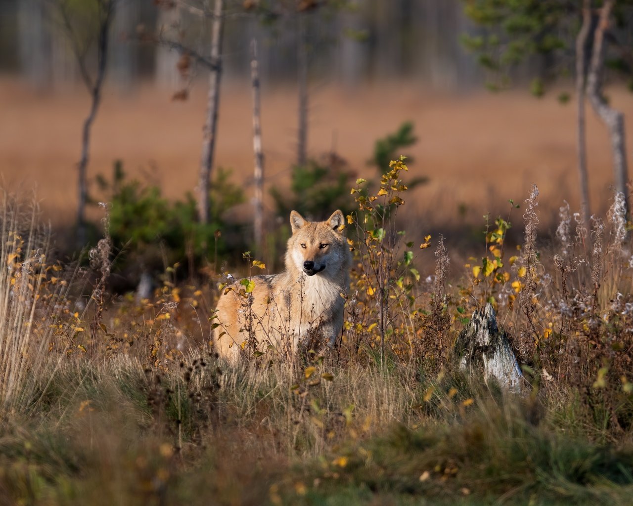 Обои морда, свет, природа, лес, кусты, листва, осень, волк, face, light, nature, forest, the bushes, foliage, autumn, wolf разрешение 5568x3712 Загрузить