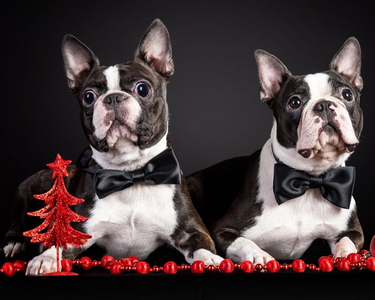 Обои новый год, животные, праздник, собаки, new year, animals, holiday, dogs разрешение 1920x1080 Загрузить