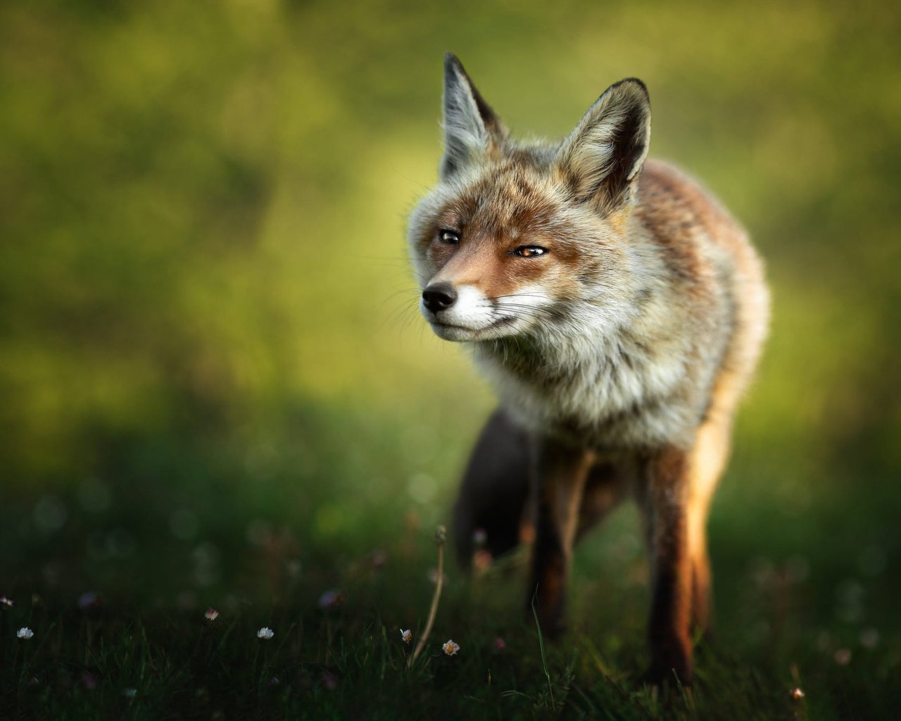 Обои природа, поза, взгляд, лиса, прогулка, боке, nature, pose, look, fox, walk, bokeh разрешение 2000x1417 Загрузить