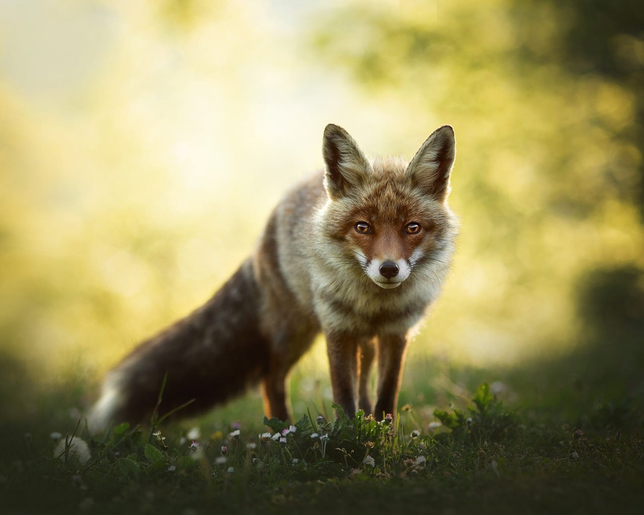 Обои природа, взгляд, лиса, боке, nature, look, fox, bokeh разрешение 2000x1345 Загрузить