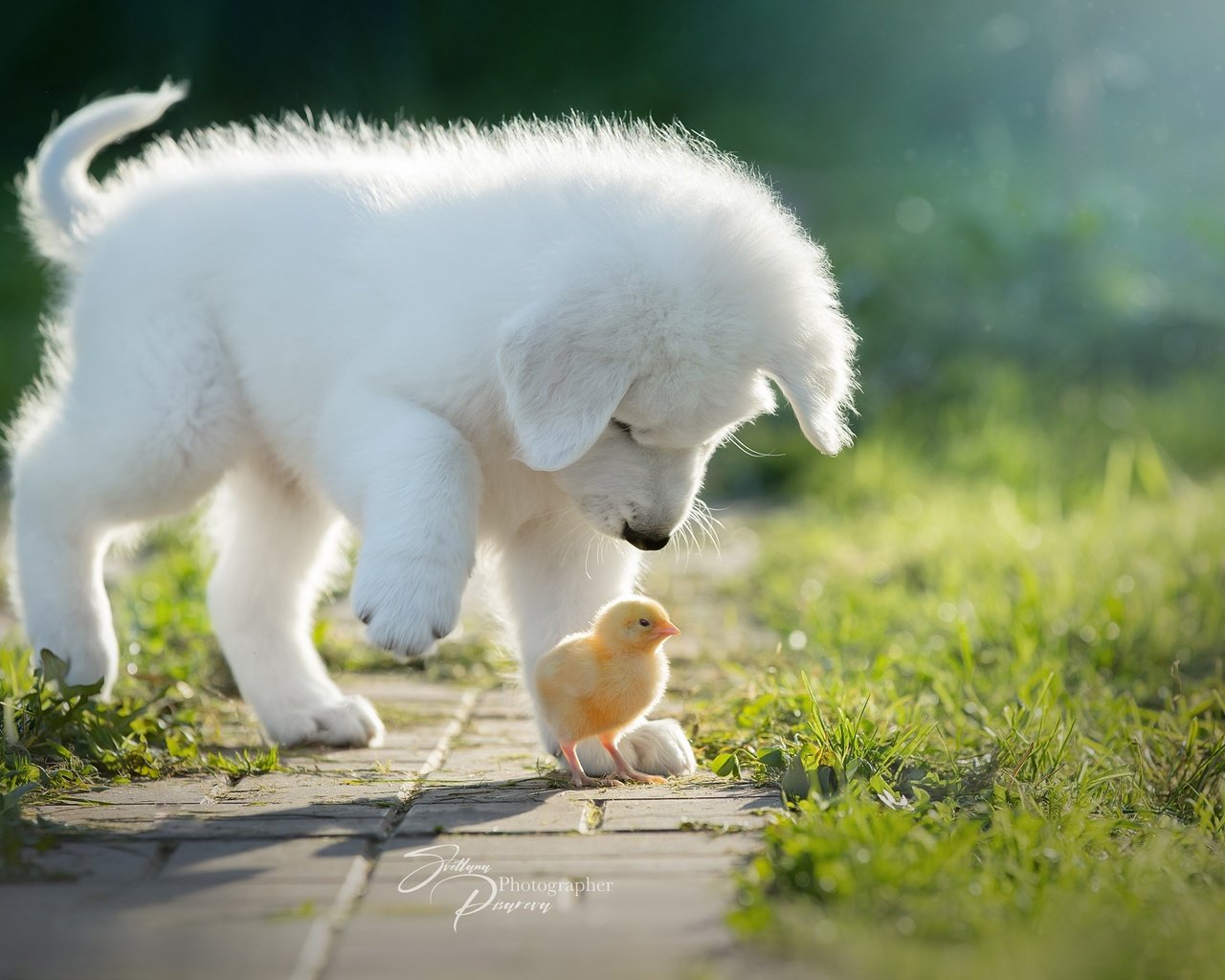 Обои птенец, собака, щенок, цыплёнок, знакомство, chick, dog, puppy, chicken, familiarity разрешение 2560x1708 Загрузить