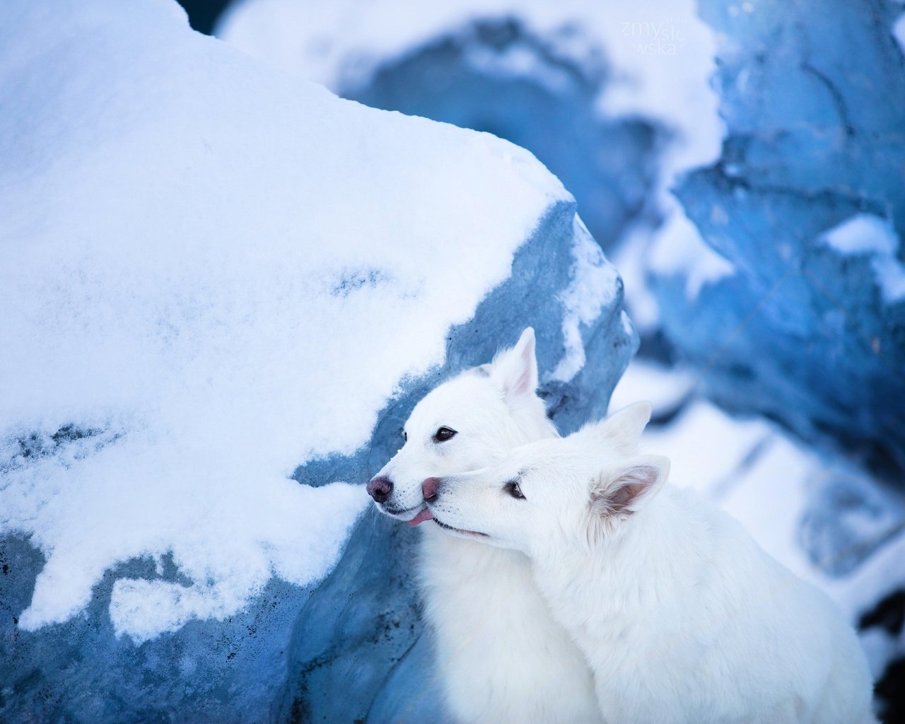 Обои снег, парочка, ледник, две собаки, белая швейцарская овчарка, snow, a couple, glacier, two dogs, the white swiss shepherd dog разрешение 2048x1365 Загрузить