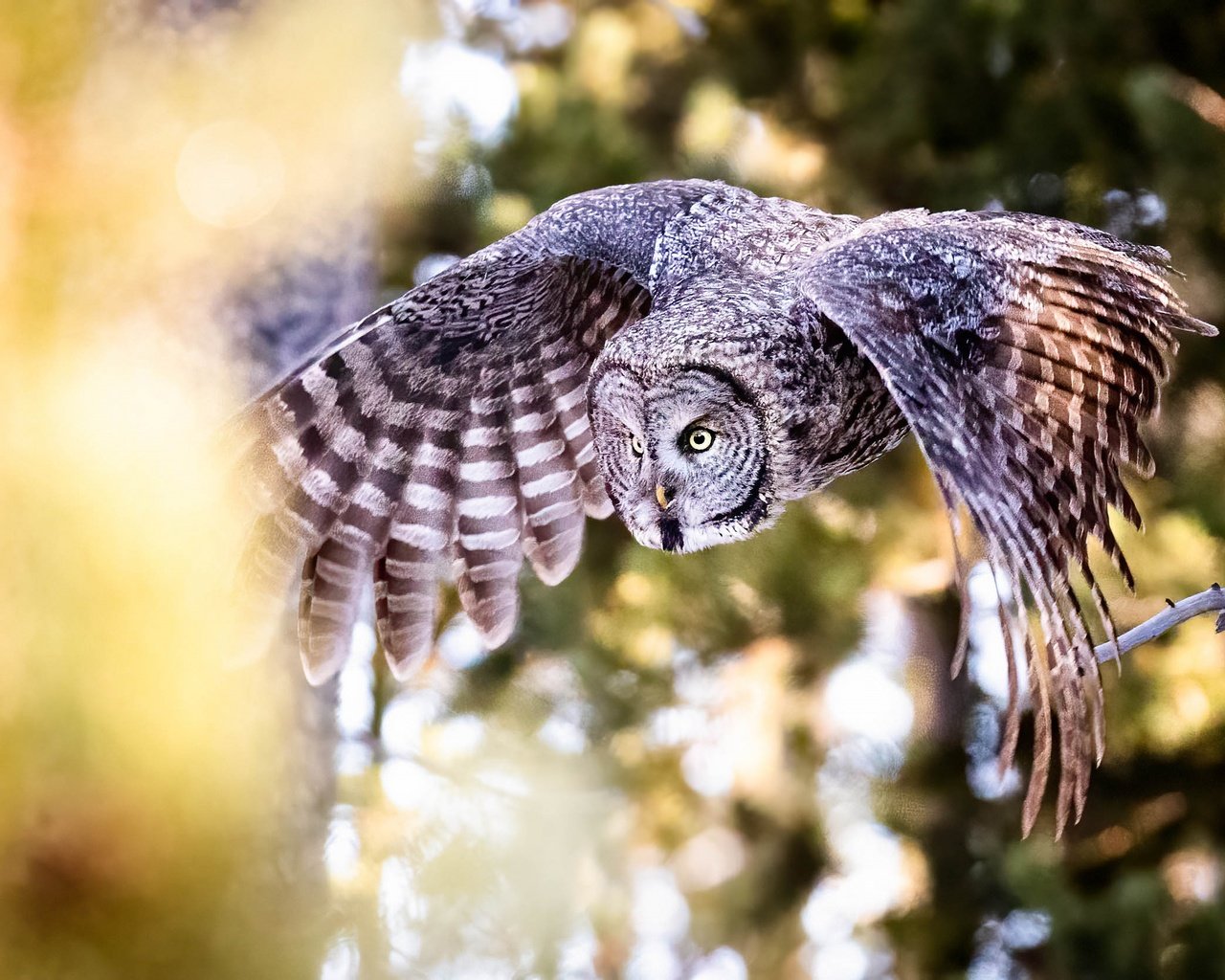 Обои сова, полет, крылья, птица, боке, неясыть, owl, flight, wings, bird, bokeh разрешение 2503x1669 Загрузить