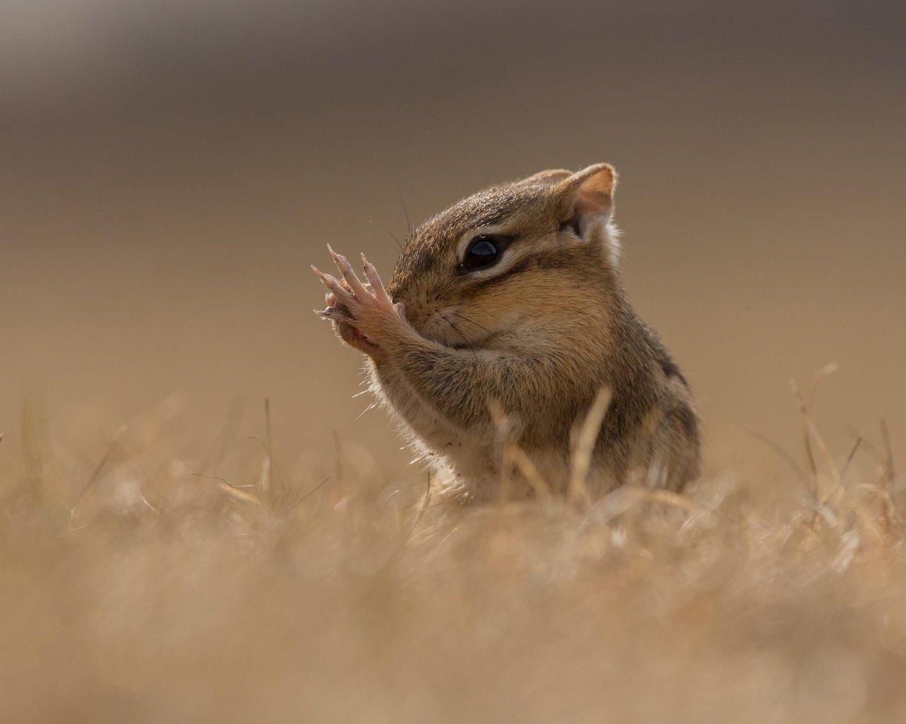 Обои трава, поле, мордашка, лапки, боке, бурундук, grass, field, face, legs, bokeh, chipmunk разрешение 3599x2580 Загрузить