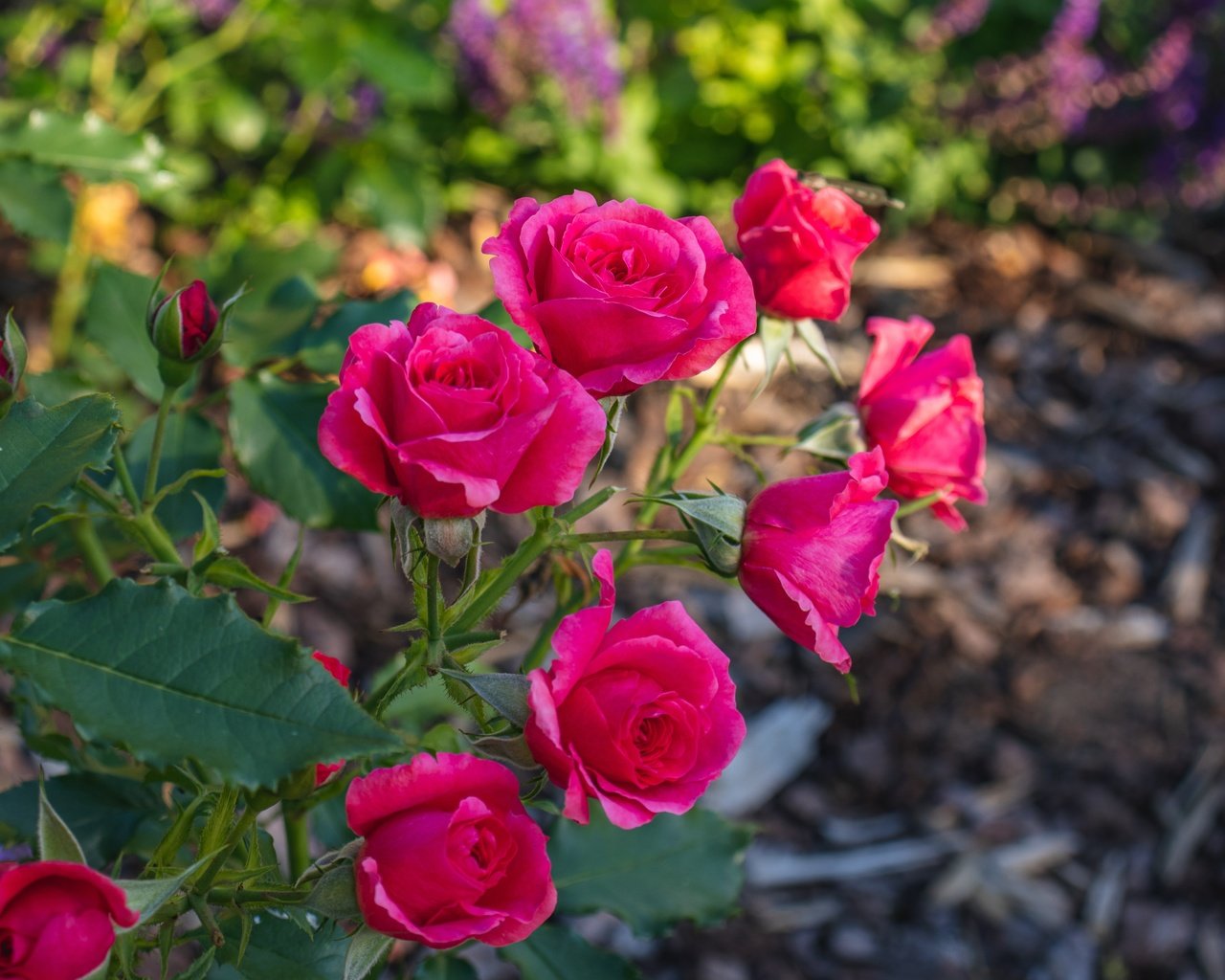 Обои ветка, розы, сад, розовые, яркие, боке, branch, roses, garden, pink, bright, bokeh разрешение 6000x4000 Загрузить