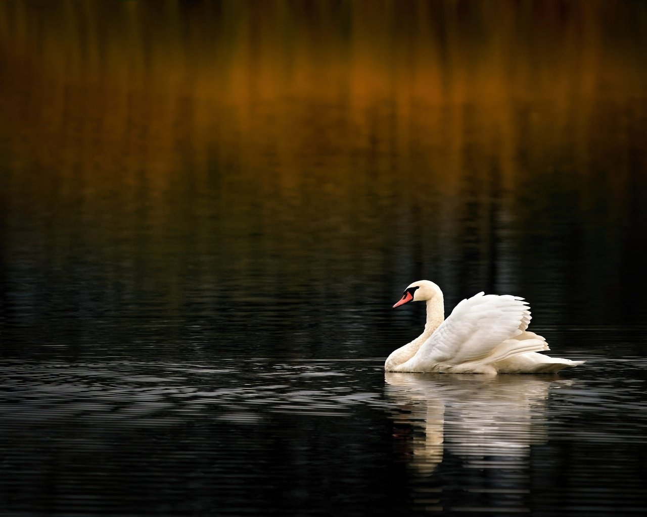 Обои вода, водоем, птица, темный фон, плавание, лебедь, боке, water, pond, bird, the dark background, swimming, swan, bokeh разрешение 2000x1339 Загрузить