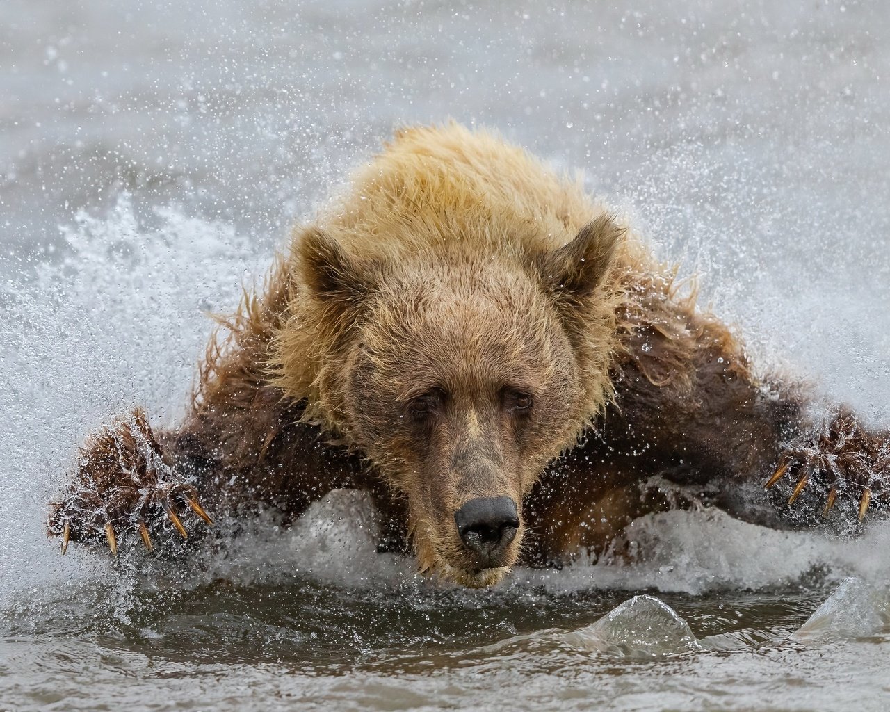 Обои вода, медведь, зверь, water, bear, beast разрешение 3840x2160 Загрузить