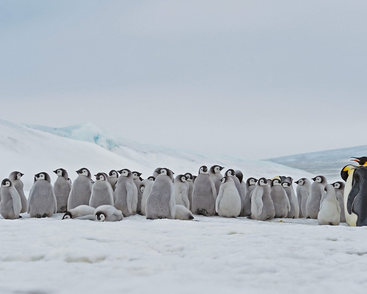 Обои антарктика, птенцы, императорский пингвин, antarctica, chicks, emperor penguin разрешение 4918x2766 Загрузить