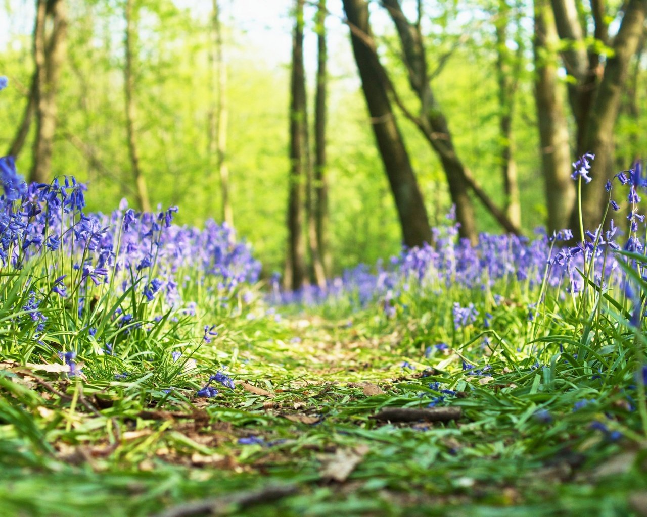 Обои цветы, трава, лес, весна, flowers, grass, forest, spring разрешение 2880x1800 Загрузить