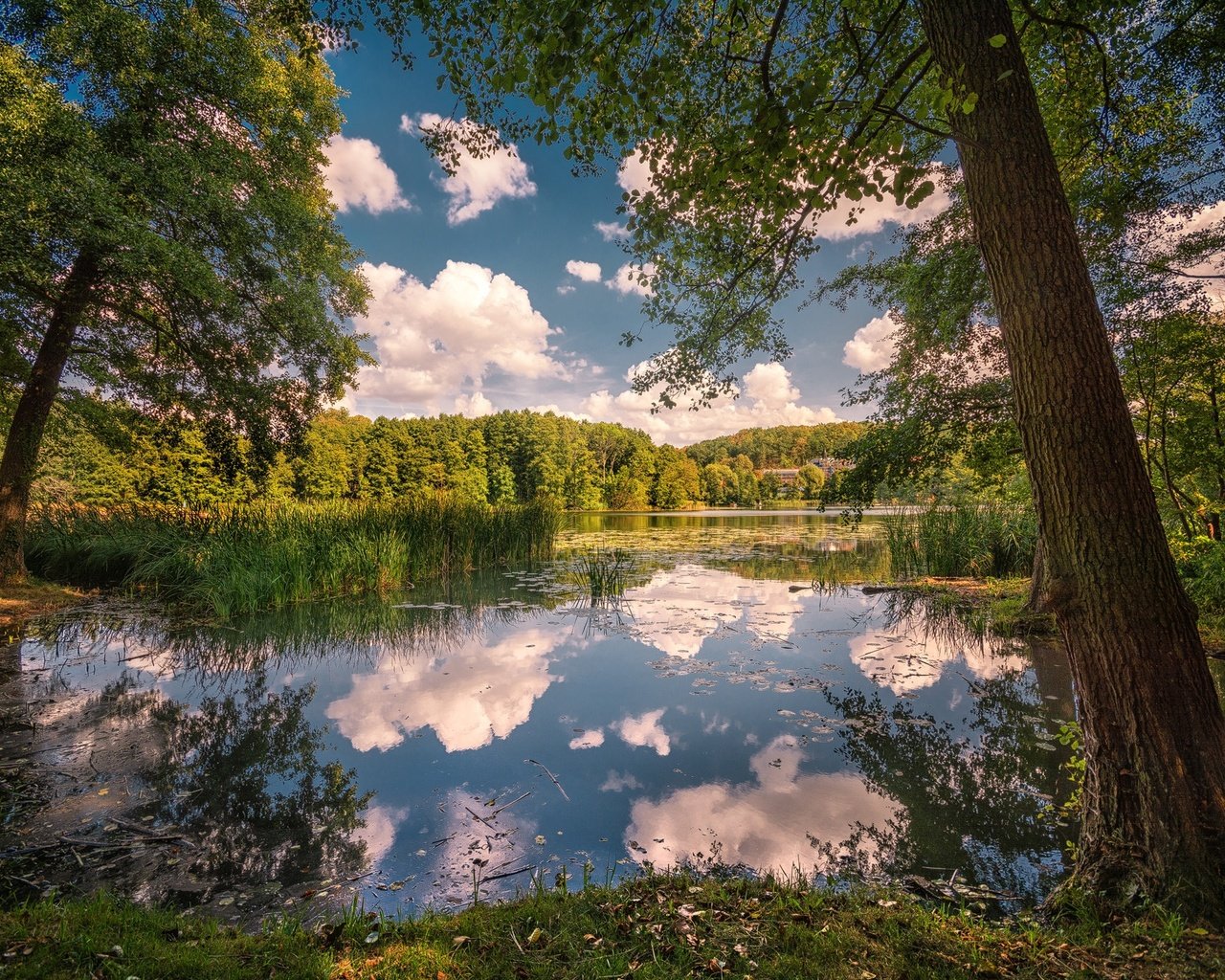 Обои деревья, озеро, отражение, парк, камыш, trees, lake, reflection, park, reed разрешение 2048x1365 Загрузить
