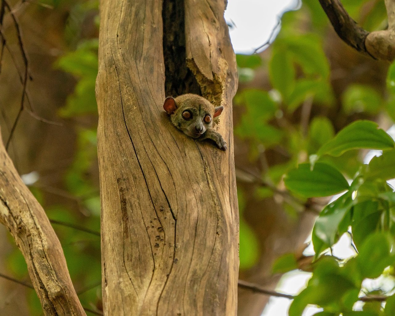 Обои дерево, листва, взгляд, малыш, зверек, лемур, детеныш, tree, foliage, look, baby, animal, lemur, cub разрешение 2560x1706 Загрузить