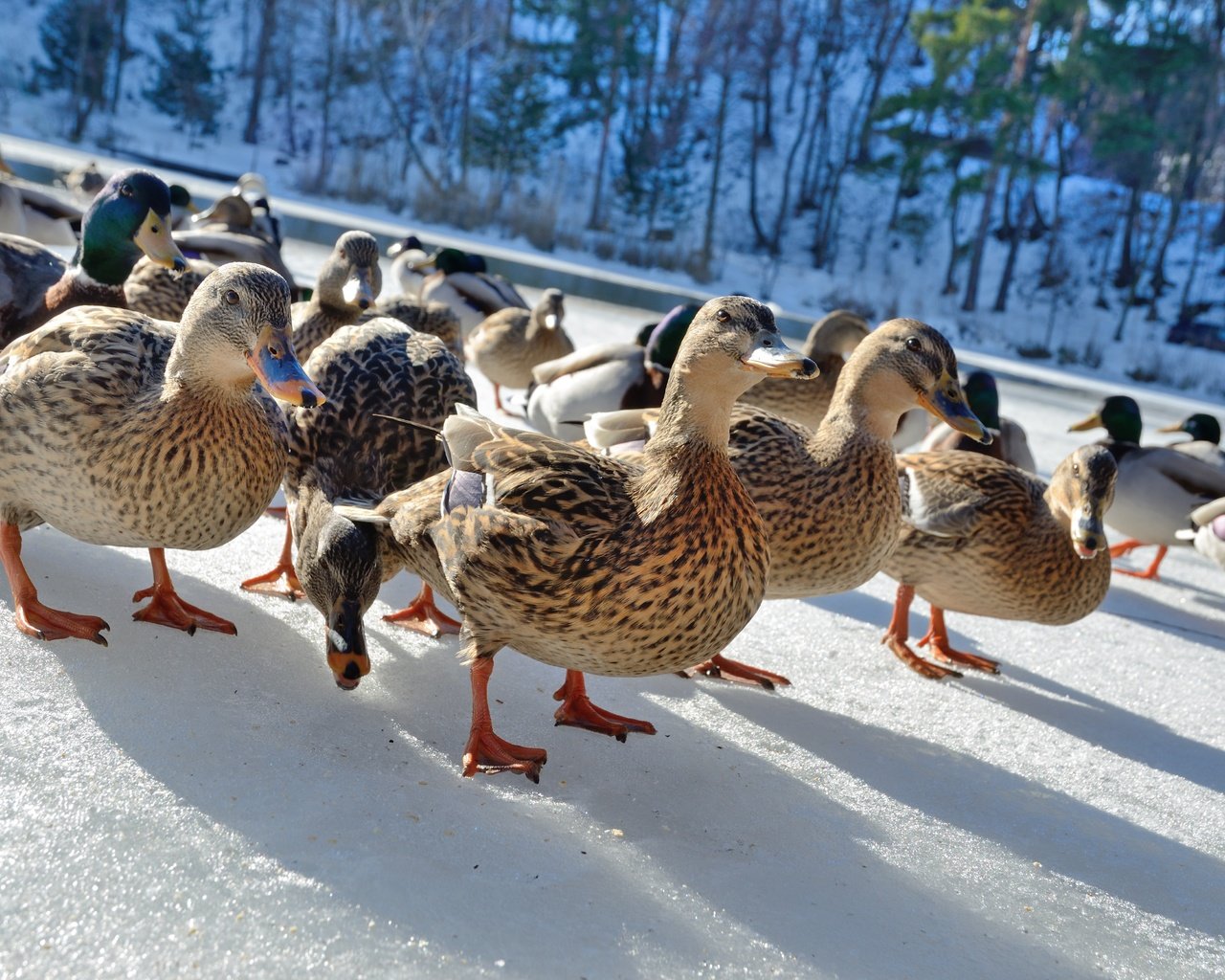 Обои дорога, утка, стая птиц, снег, природа, зима, птицы, прогулка, тени, утки, road, a flock of birds, snow, nature, winter, birds, walk, shadows, duck разрешение 4928x3264 Загрузить