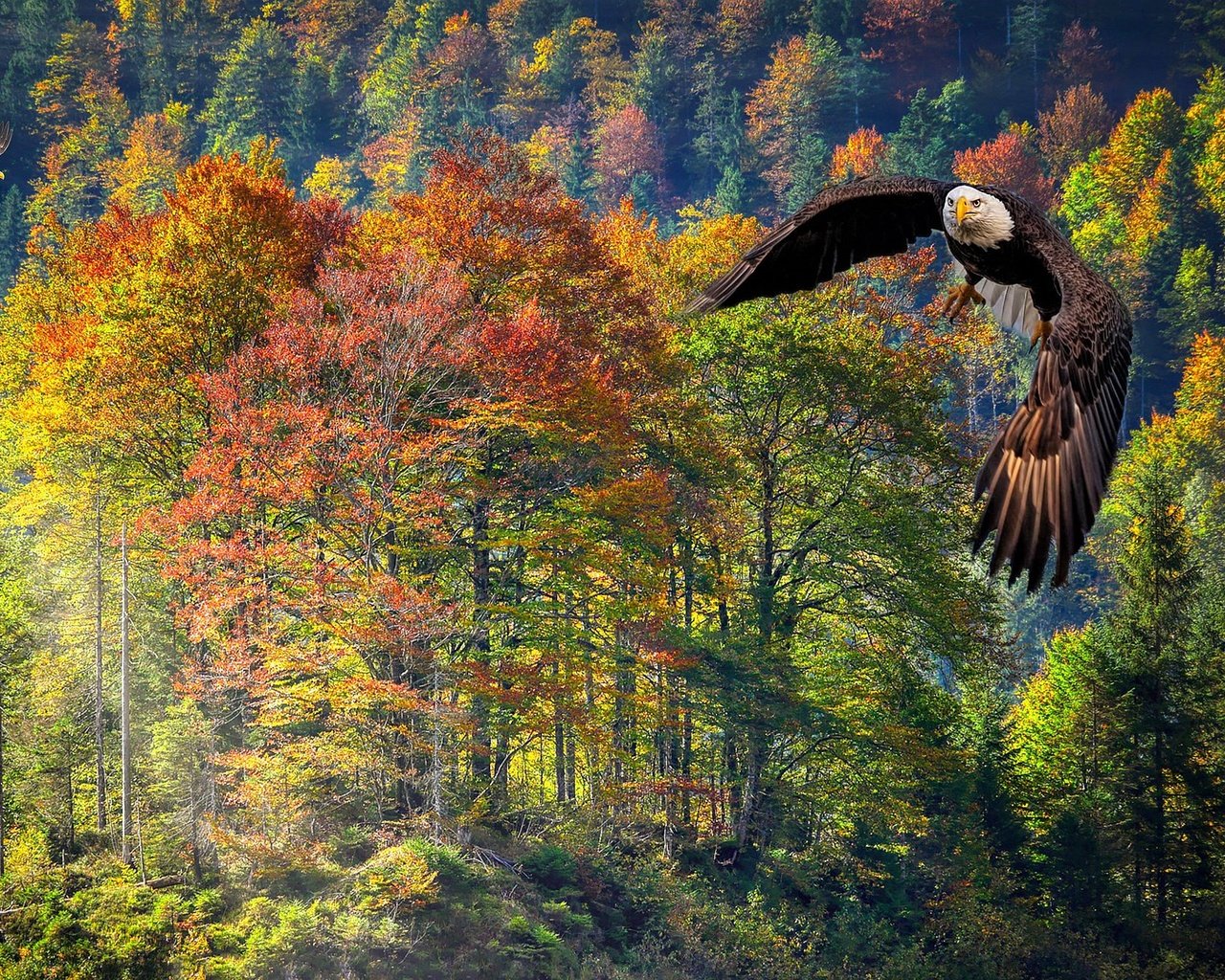 Обои лес, полет, осень, рендеринг, белоголовый орлан, forest, flight, autumn, rendering, bald eagle разрешение 2560x1440 Загрузить