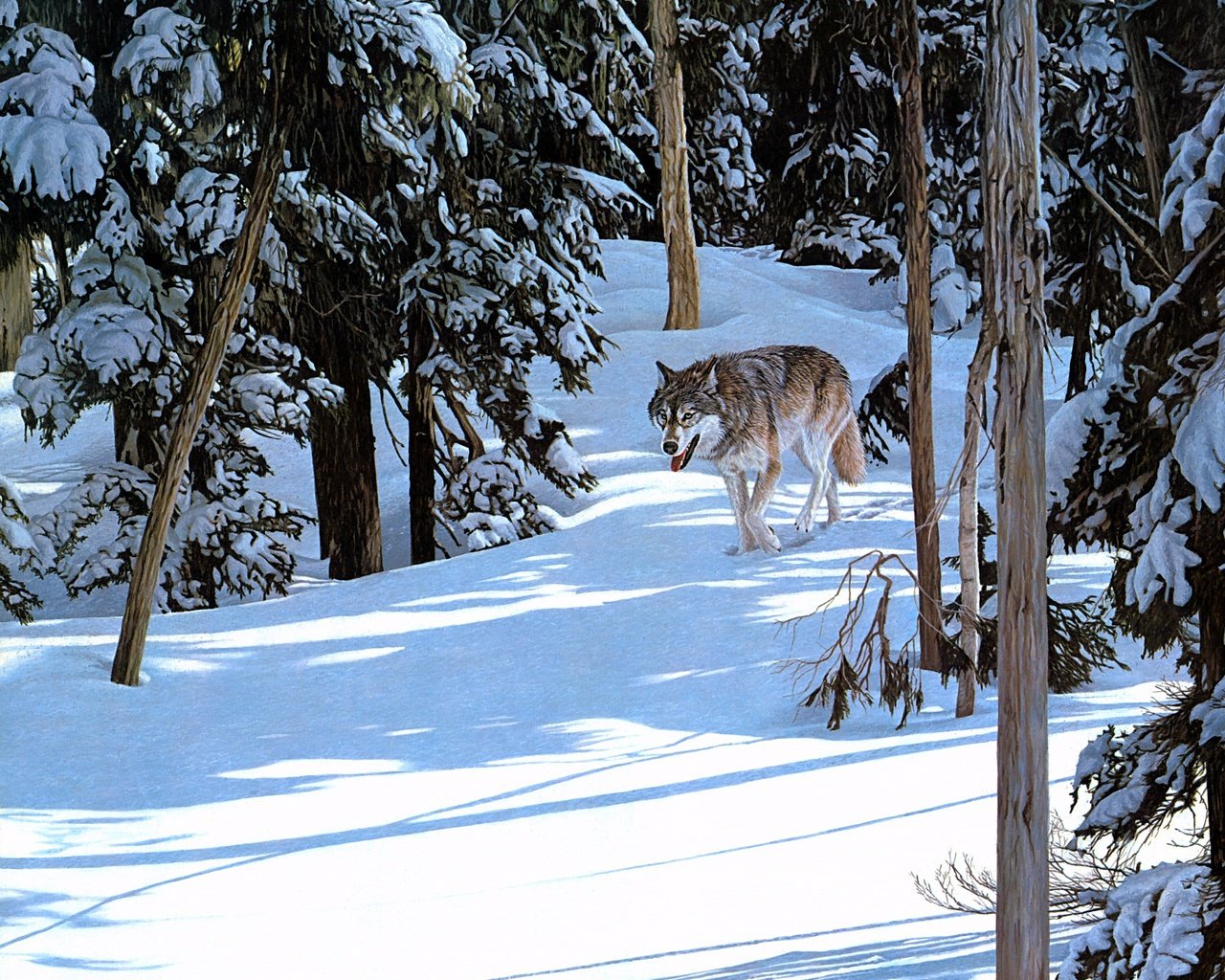 Обои лес, зима, волк, крадётся, forest, winter, wolf, sneaks разрешение 2392x1944 Загрузить