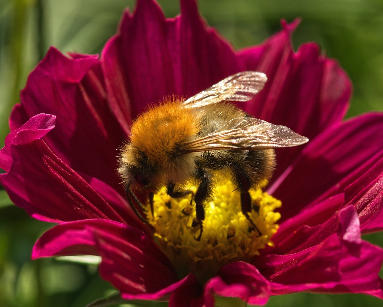 Обои макро, цветок, лето, пчела, macro, flower, summer, bee разрешение 6000x3368 Загрузить