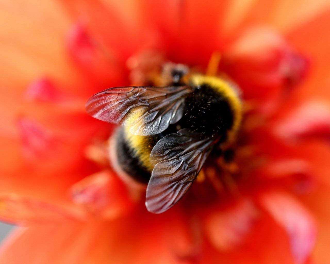 Обои макро, фон, цветок, красный, шмель, размытие, боке, крылышки, macro, background, flower, red, bumblebee, blur, bokeh, wings разрешение 5184x3456 Загрузить